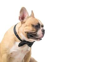 lato Visualizza di carino francese bulldog indossare nero arco cravatta isolato foto