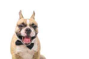 Affamato cane. carino francese bulldog Aperto il suo bocca isolato su bianca foto
