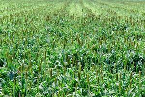 grande miglio campo su estate nel lop buri, agricoltura pianta foto