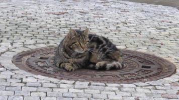 il gatto è dire bugie su il fogna coperchio. crogiola. foto