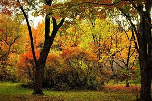 autunno parco colori foto