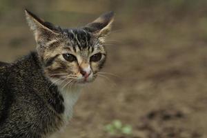 domestico gatto nel il selvaggio foto