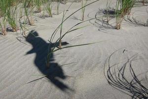 ombra di un' gabbiano su il spiaggia foto
