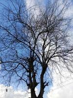 blu cielo con nuvole e albero foto