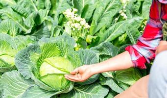 inteligente agricoltura, moderno tecnologia applicazione nel agricolo in crescita attività concetto. agricoltura tecnologia contadino uomo utilizzando tavoletta per analisi dati e visivo icona nel Cinese cavolo campo. foto