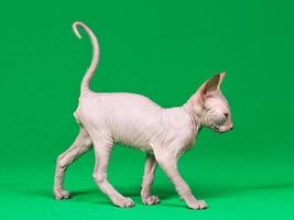 don sphynx gattino foto