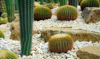 cactus giardino. verde cactus albero. deserto pianta. elefante cactus e d'oro barile cactus nel il giardino. deserto pianta. cactus succulento impianti. acuto d'oro spina su pianta. stelo succulento con spine. foto