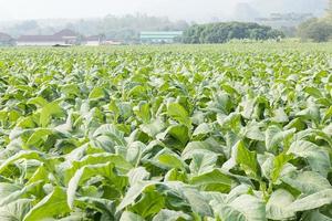 campo di nicotiana tabacco foto