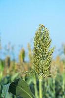 primo piano sorgo in campo agente cielo blu foto