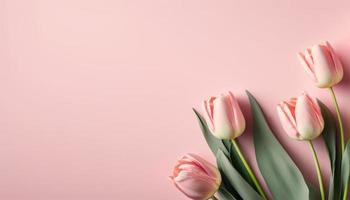 primavera tulipano fiori su rosa sfondo superiore Visualizza nel piatto posare stile. foto