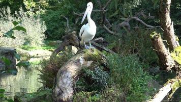 australiano pellicano, pelecanus conspicillatus foto