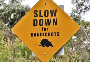 bandicoot strada cartello nel Australia foto