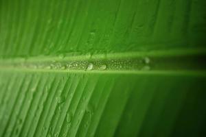 natura concetto. avvicinamento di verde foglia con molti gocciolina. freschezza di acqua gocce. ambientale cura e sostenibile risorse. naturale verde superficie struttura sfondo foto