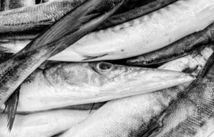 avvicinamento fresco re sgombro pesce con conchiglia a Locale frutti di mare mercato per vendita, re sgombro pesce siamo a disposizione nel supermercati è un' popolare frutti di mare con un' delizioso gusto, re sgombro pesce sfondo foto