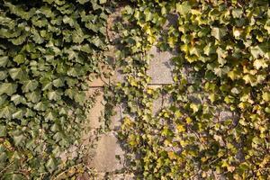 verde edera le foglie su il parete foto