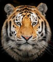 foto di un' siberiano tigre