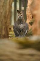 wallaby dal collo rosso foto