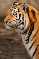 foto di un' siberiano tigre