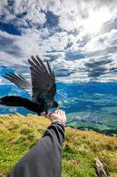 un alpino taccola nero uccello quello mangia a partire dal il mano foto