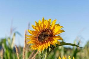 girasole nel un' campo su un' soleggiato giorno, avvicinamento foto