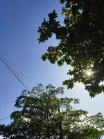 blu cielo e nuvole con alberi foto