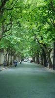 il strada Visualizza con il verde alberi lungo il tutti e due lati nel shanghai nel estate foto