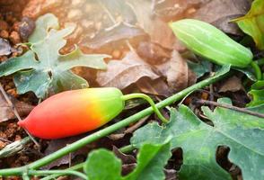 frutta di lvy zucca pianta su vite albero nel il verdura giardino coccinia grandis foto