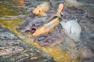 allevamento di pesci d'acqua dolce - tilapia di pesce carpa dorata o carpa arancione e pesce gatto che mangiano dall'alimentazione del cibo sugli stagni di superficie dell'acqua foto