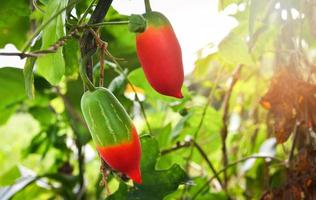 frutta di lvy zucca pianta su vite albero nel il verdura giardino coccinia grandis foto