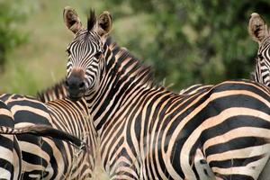 zebra in Ruanda foto