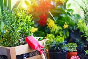 giardinaggio utensili su suolo sfondo pronto per piantare fiori e piccolo pianta nel il primavera giardino lavori concetto giardinaggio foto