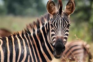 zebra in Ruanda foto