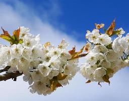 bellissimo e delicato ciliegia fiori nel il mattina sole su blu skype vicino su. ciliegia fiore. foto