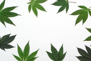 fresco canapa foglia o marijuana su bianca sfondo. natura, medicina concetto e disposizione di un' telaio fatto di canapa foglie. foto