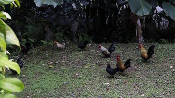 polli alimentazione loro stessi a il Giardino dietro la casa. foto