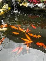 colorato koi pesce nel acqua piscine foto