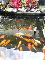 colorato koi pesce nel acqua piscine foto