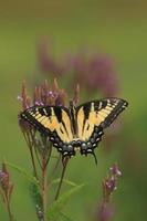 orientale tigre coda di rondine farfalla su blu verbena fiori foto