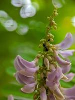 macro fotografia natura sfondo foto