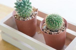 cactus in vaso foto