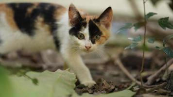 uno carino gatto avendo un' riposo nel il cortile foto