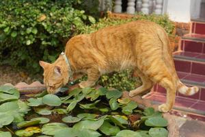 Marrone gatto su il bagno foto