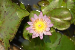 loto fiore nel lettura parco foto