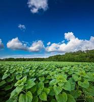 campo verde e cielo blu foto