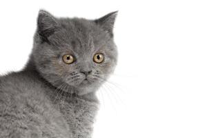 carino museruola di un' Britannico gattino avvicinamento su un' bianca sfondo. grigio gattino con giallo occhi. foto