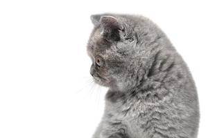 un' piccolo gattino sembra per il lato a un vuoto posto. avvicinamento gatto museruola nel profilo isolato. foto