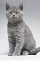 bellissimo blu Britannico capelli corti gattino su un' leggero grigio sfondo con un' inteligente Guarda. il gattino è bellissimo con giallo occhi. foto
