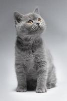 bellissimo blu Britannico capelli corti gattino su un' leggero grigio sfondo con un' inteligente Guarda. il gattino è bellissimo con giallo occhi. foto