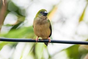 il perno dalla coda pappagallo eritura prasina è un' Comune specie di estrildide fringuello trovato nel sud-est Asia foto