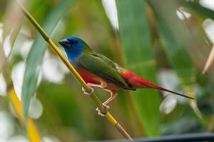 il perno dalla coda pappagallo eritura prasina è un' Comune specie di estrildide fringuello trovato nel sud-est Asia foto